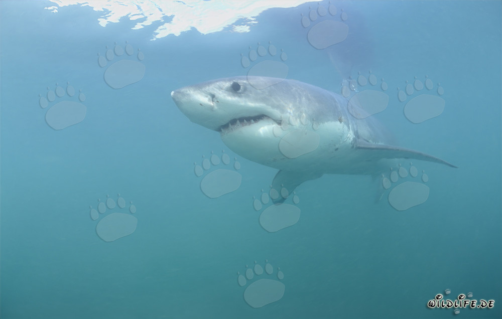Majestätischer Weißer Hai schwimmt elegant durch das tiefblaue Wasser