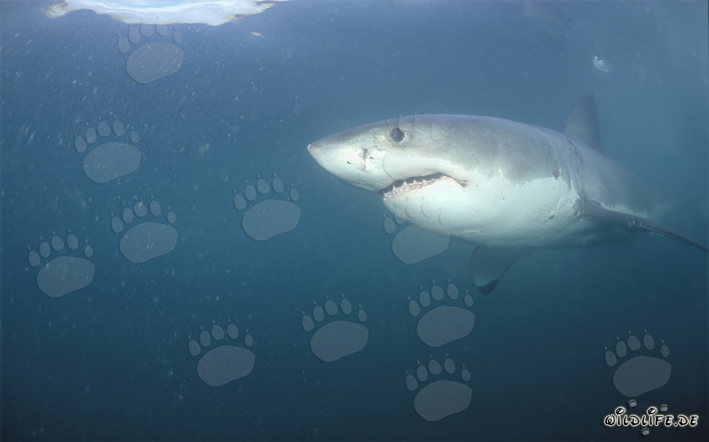 Le majestueux grand requin blanc glisse élégamment à travers l'eau