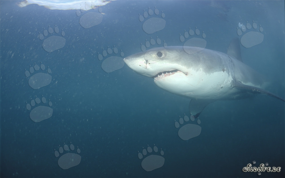 Majestic Great White Shark elegantly glides through the water