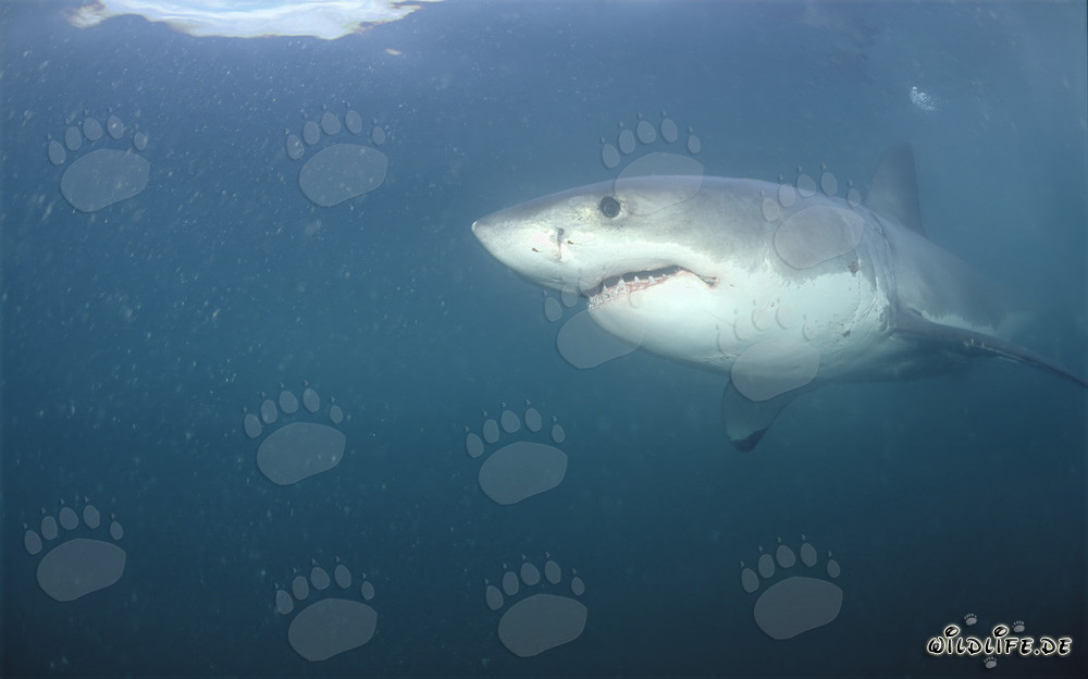 Majestätischer Weißer Hai gleitet elegant durch das Wasser