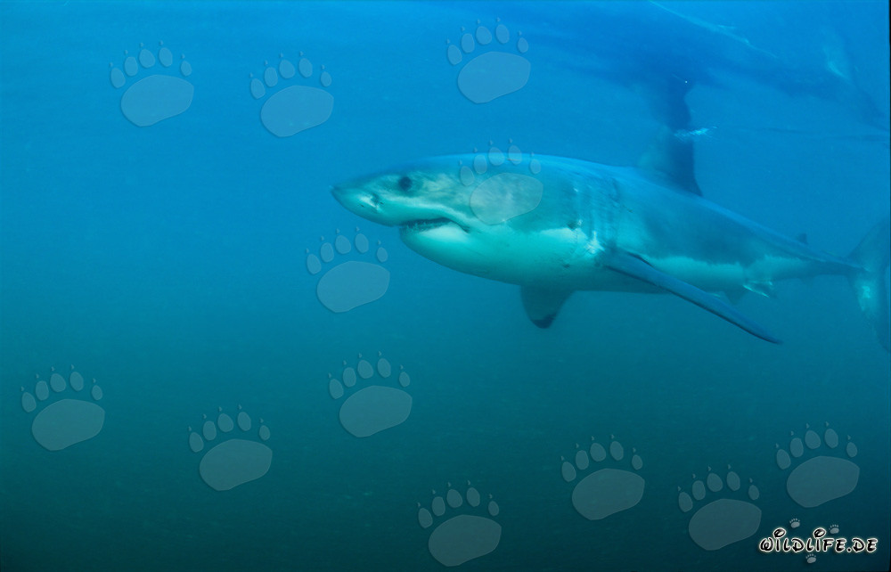 Les grands requins blancs - Les redoutables prédateurs des mers