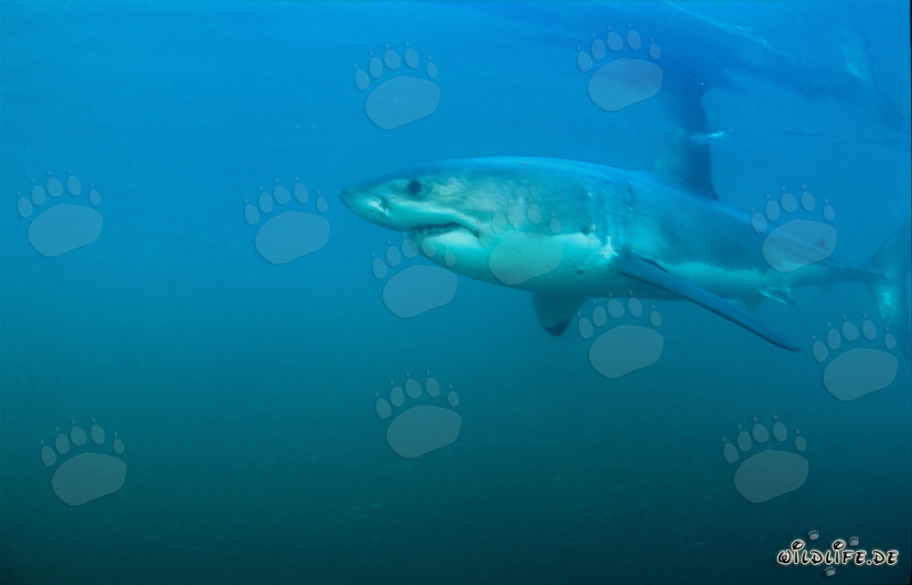 Great White Sharks - The Fascinating Top Predators of the Seas