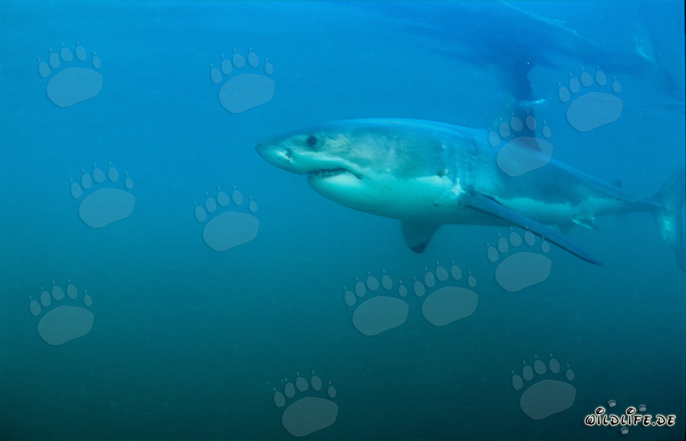Tiburones blancos - Los fascinantes depredadores de los mares