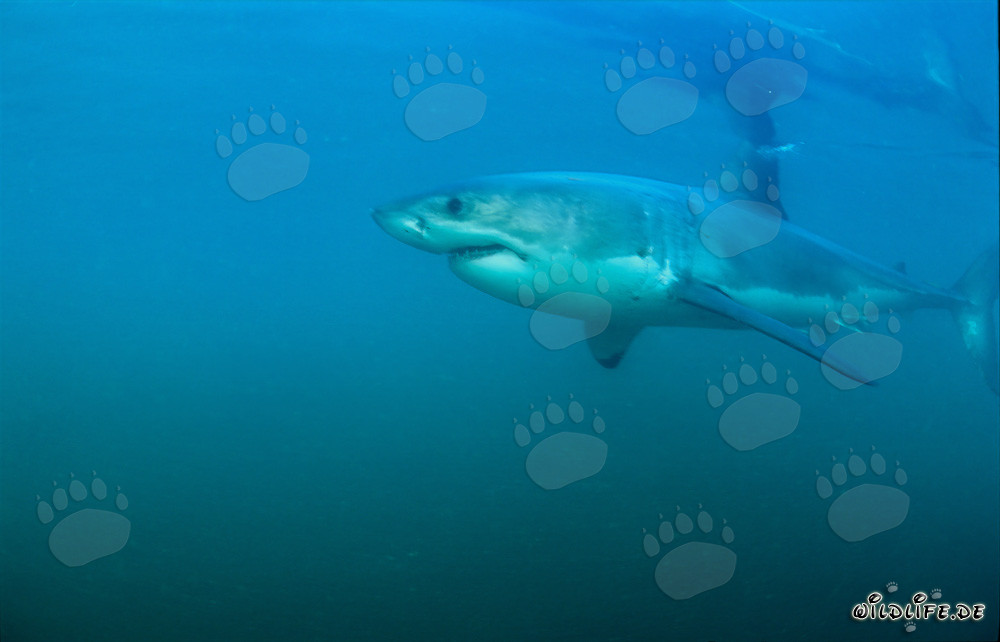 Weiße Haie - Die faszinierenden Topräuber der Meere