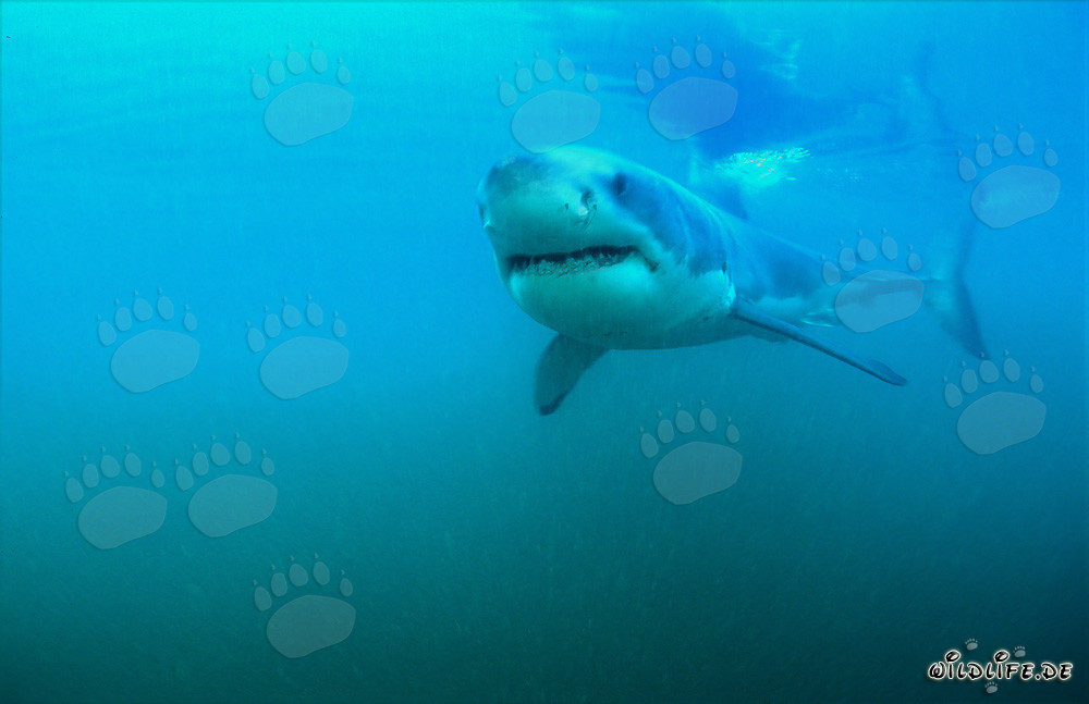 Ejemplar joven del Gran Tiburón Blanco