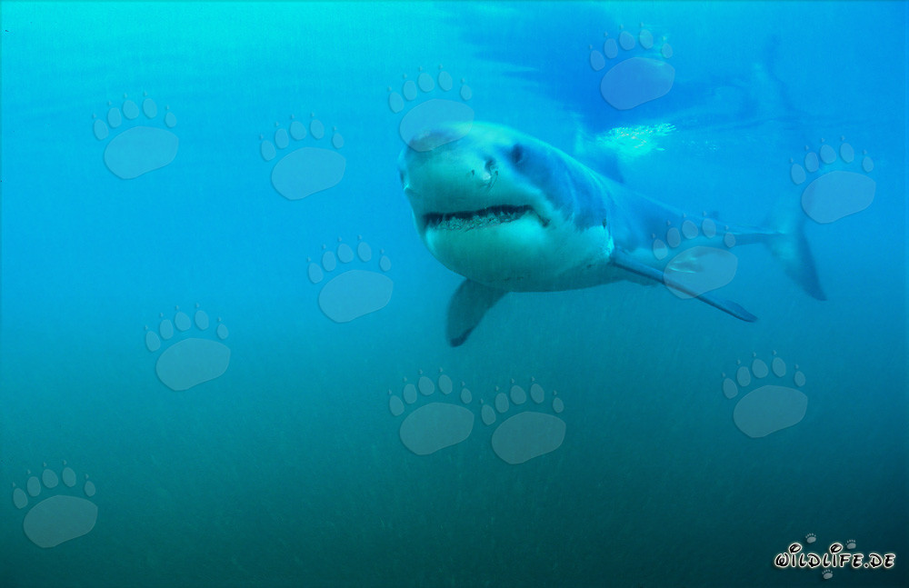 Jeune exemplaire du Grand Requin Blanc