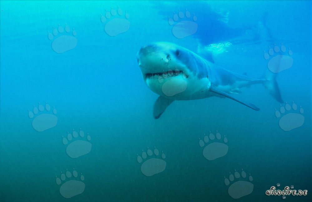 Junges Exemplar des Weißen Hais
