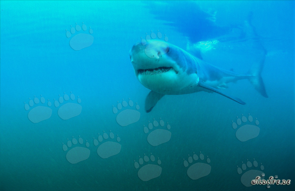 Young Specimen of the Great White Shark