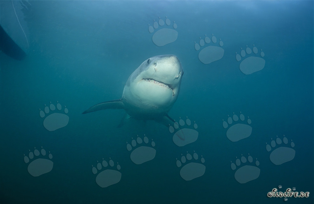 Affascinante giovane squalo bianco vicino a Gansbaai