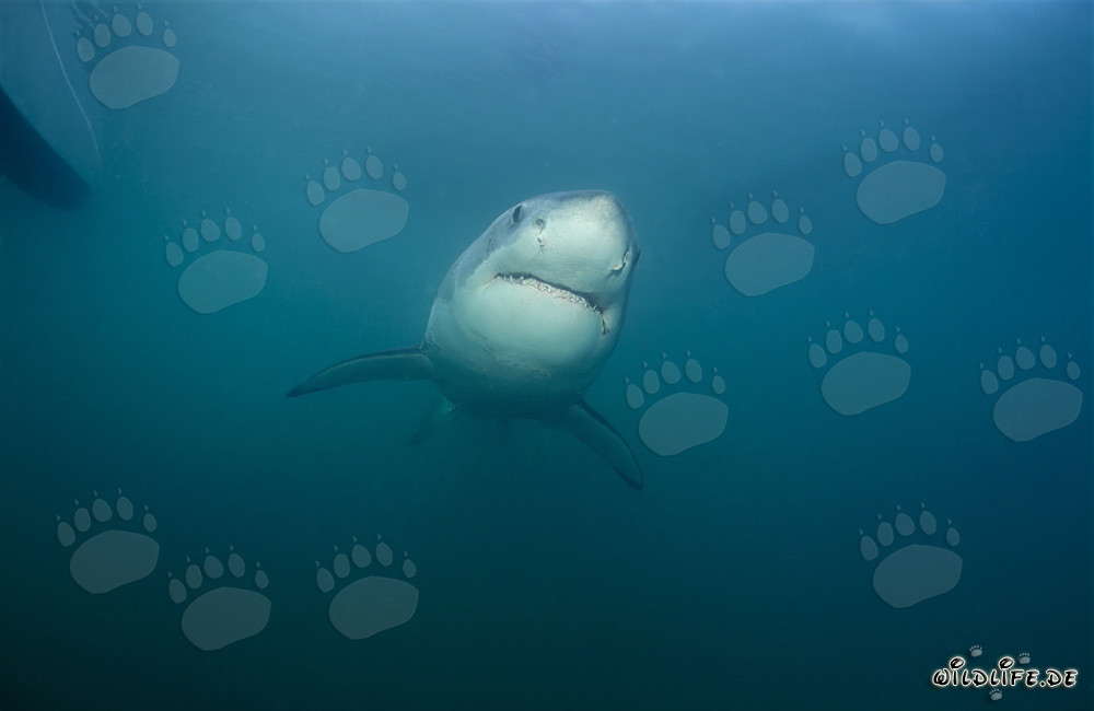 Jeune grand requin blanc fascinant près de Gansbaai