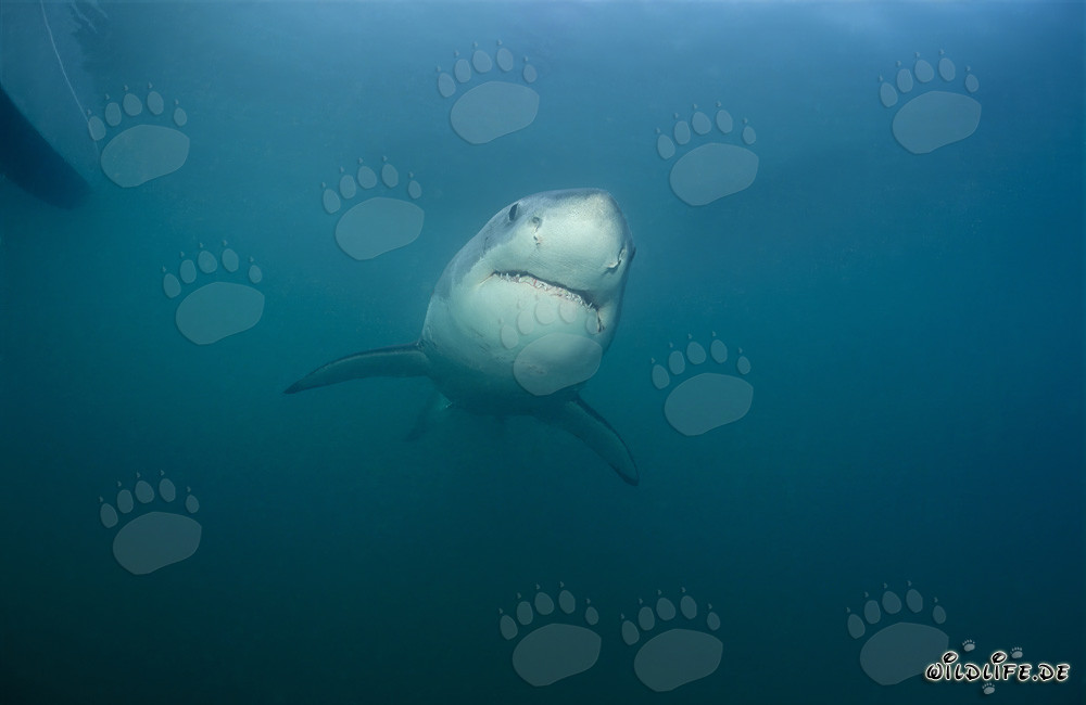 Fascinante joven tiburón blanco cerca de Gansbaai