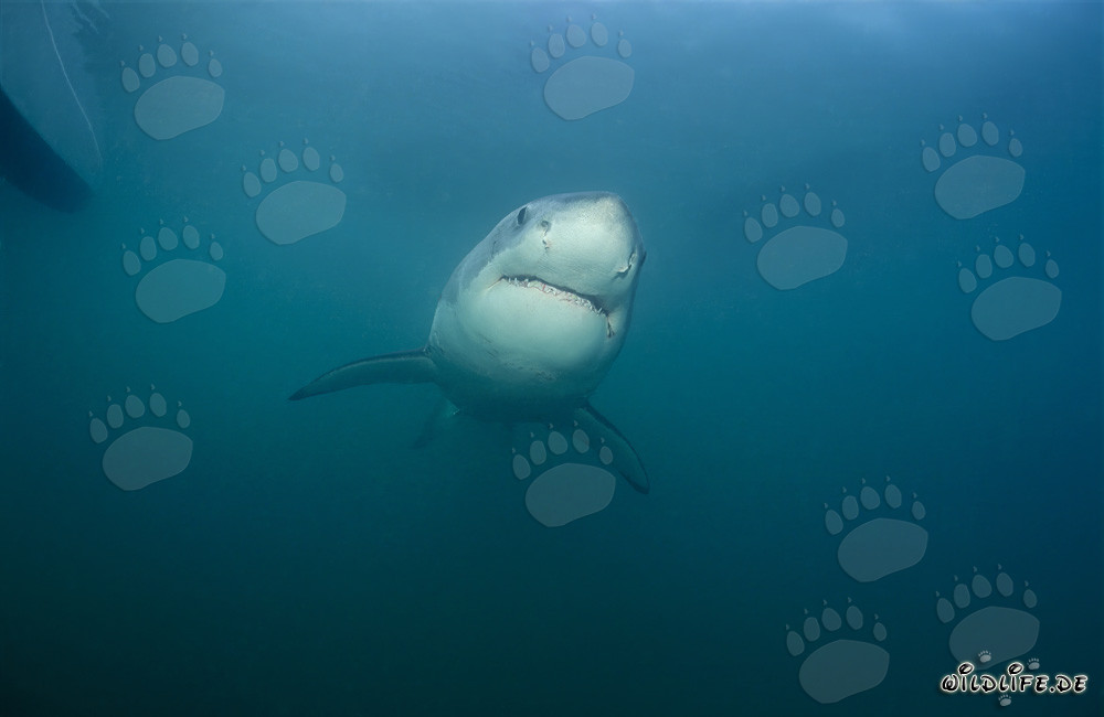 Faszinierender junger Weißer Hai in der Nähe von Gansbaai