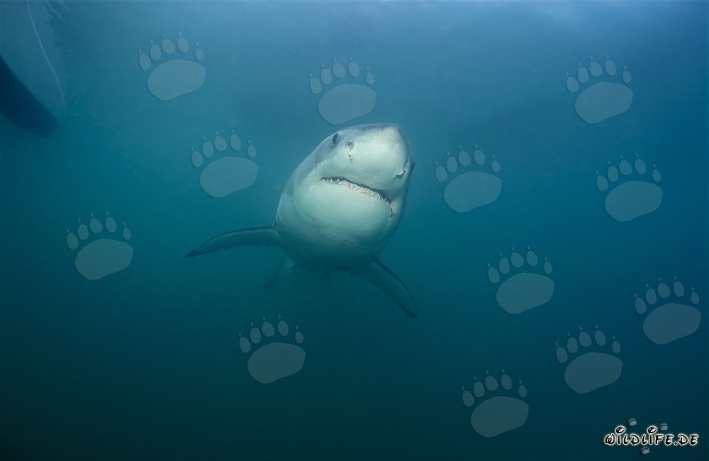 Fascinating Young Great White Shark near Gansbaai