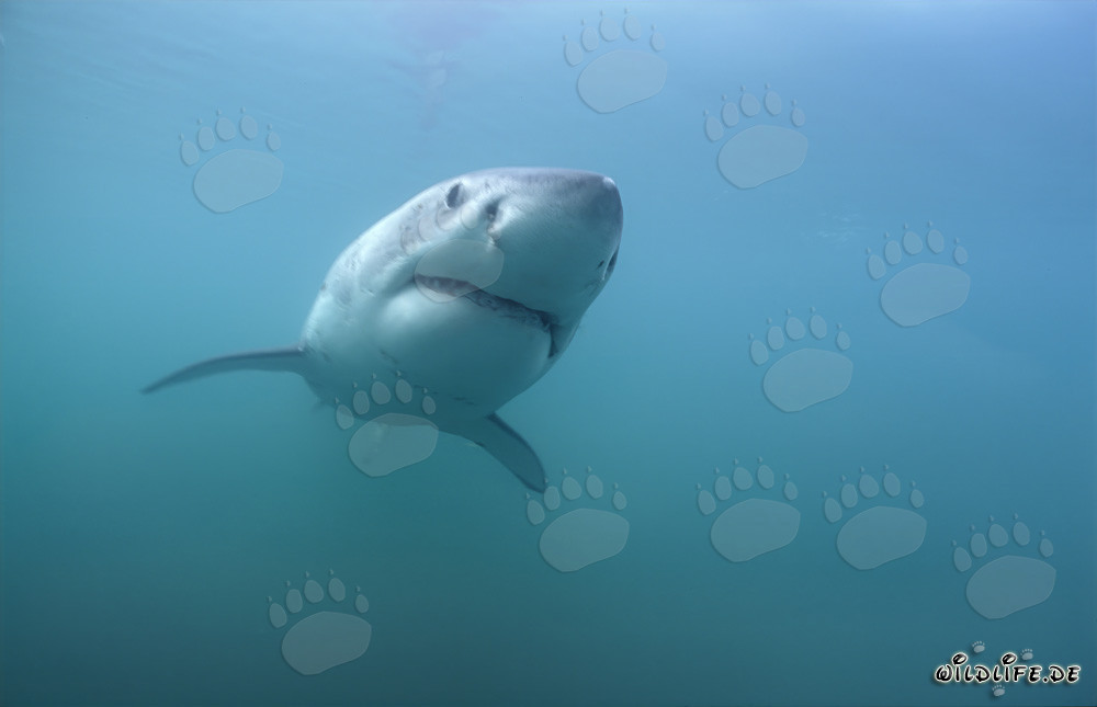 Les grands requins blancs au large des côtes sud-africaines