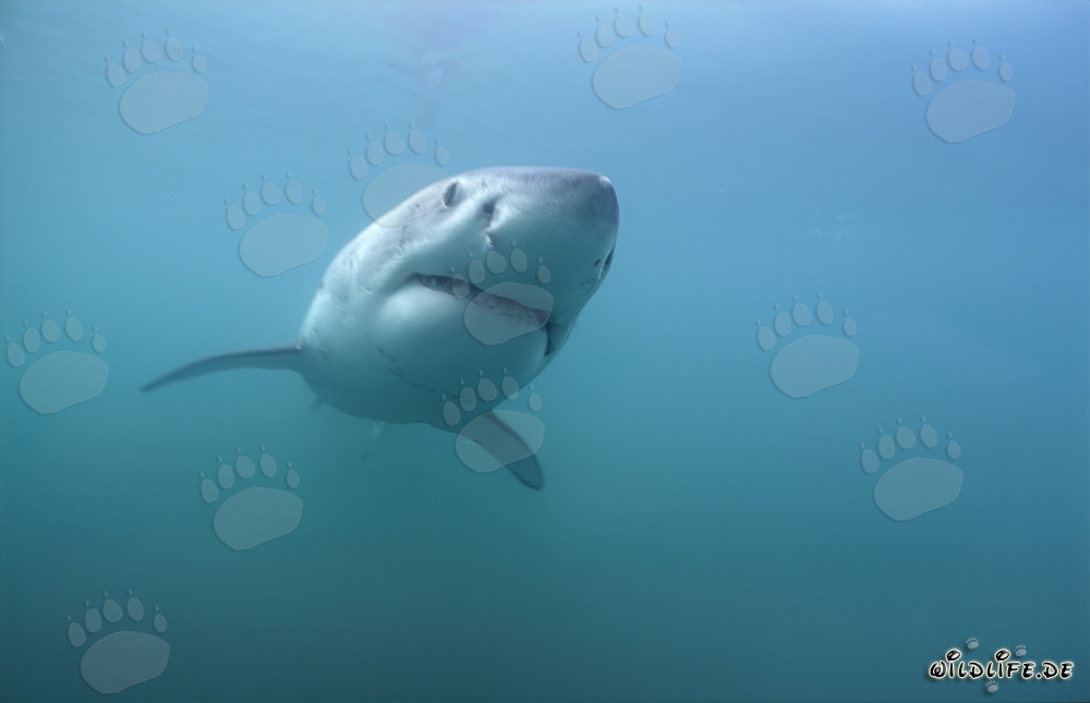 Great White Sharks off the Coast of South Africa