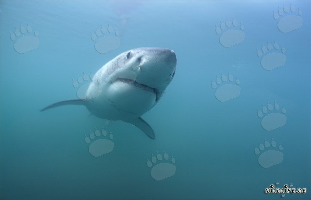Tiburones blancos frente a la costa de Sudáfrica