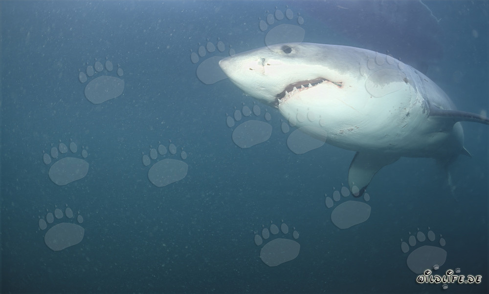 Grand requin blanc impressionnant devant l'île Dyer en Afrique du Sud