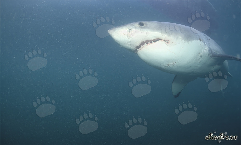 Impressive Great White Shark in front of Dyer Island in South Africa