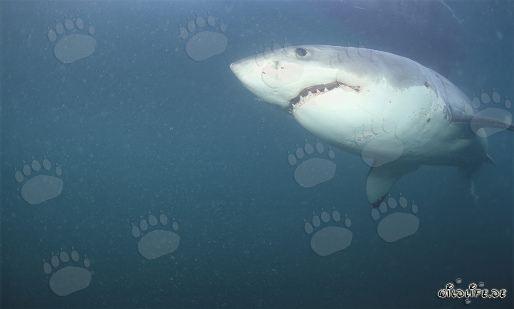 Impresionante tiburón blanco frente a la Isla Dyer en Sudáfrica