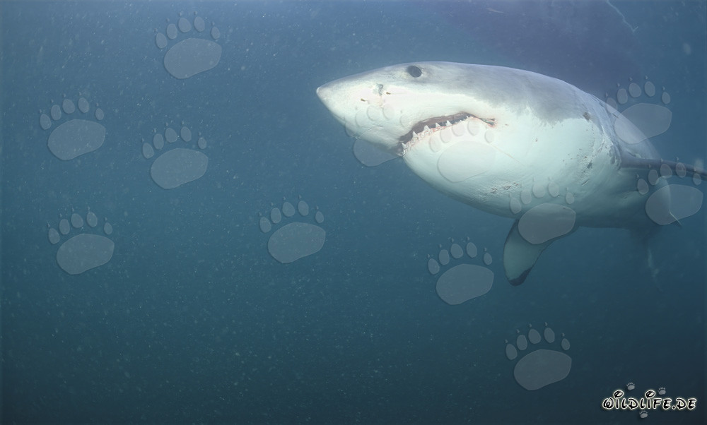 Imposanter Weißer Hai vor Dyer Island in Südafrika