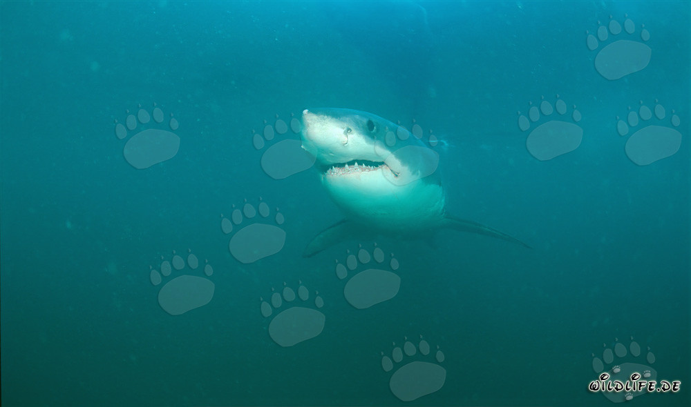 El Gran Tiburón Blanco - Fascinante Gigante de los Mares