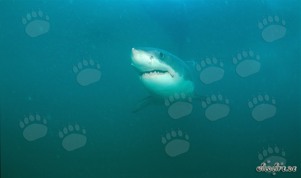 Le Grand Requin Blanc - Fascinant Géant des Mers