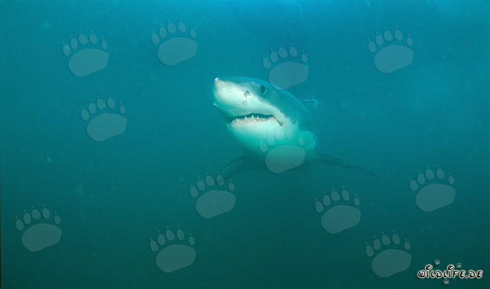 The Great White Shark - Majestic Giant of the Seas