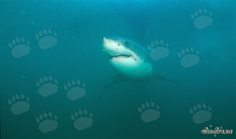 Der Weiße Hai - Faszinierender Riese der Meere