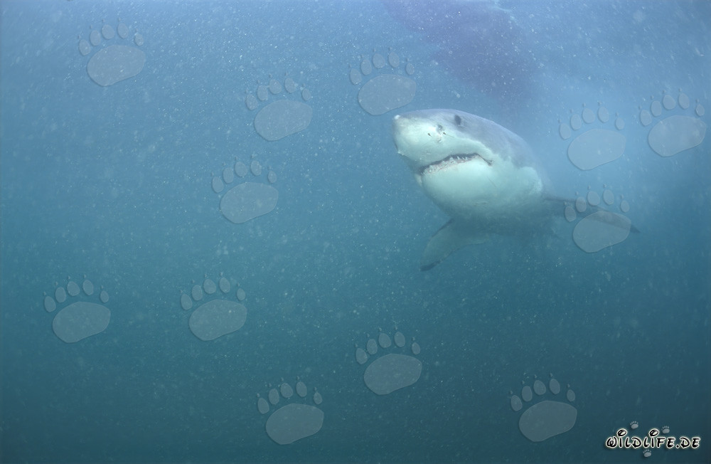 El superdepredador Gran Tiburón Blanco