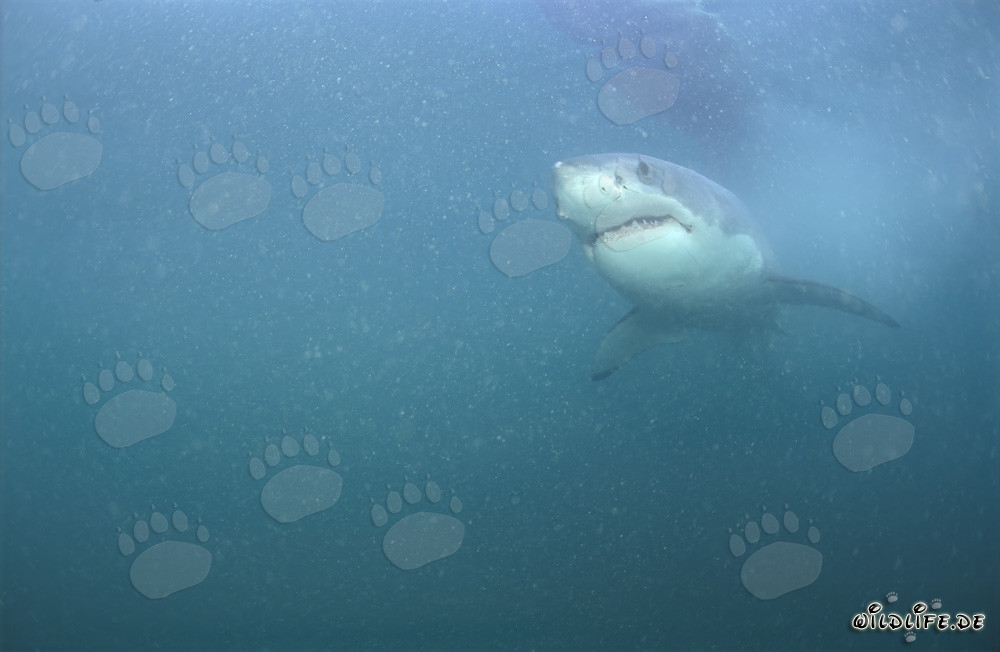 Le super prédateur Grand Requin Blanc