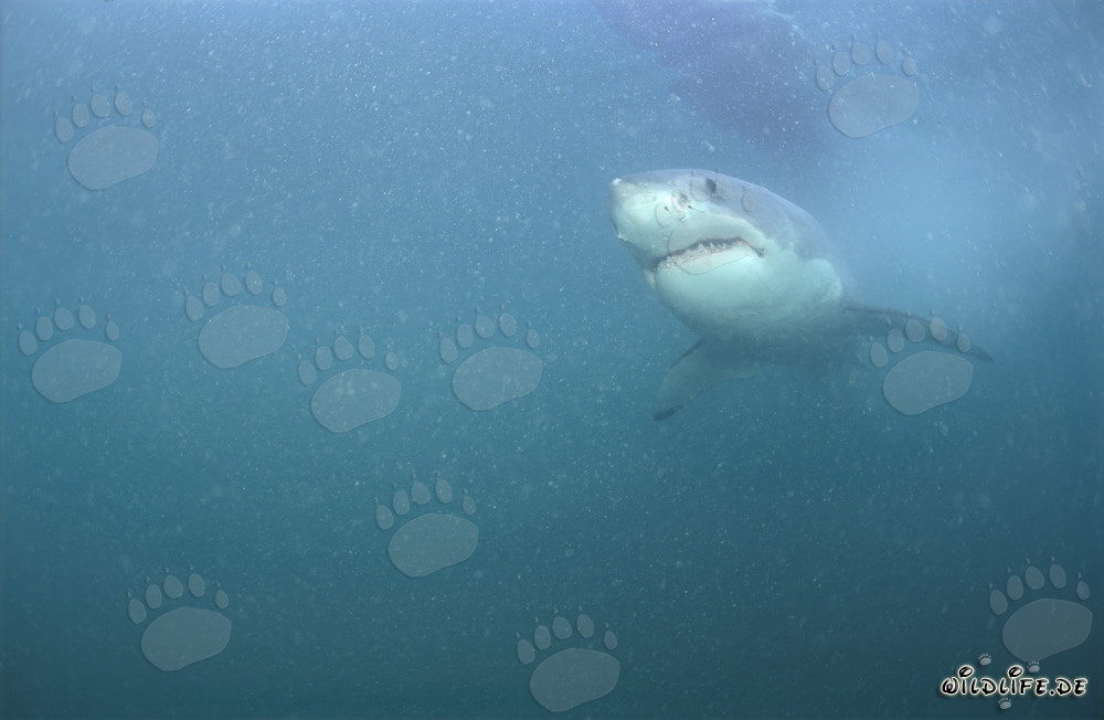 Il superpredatore Grande Squalo Bianco