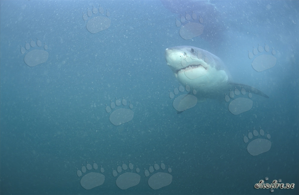 The Super Predator Great White Shark