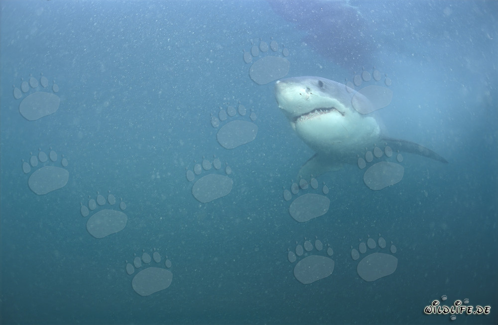 Der Super-Räuber Weisse Hai