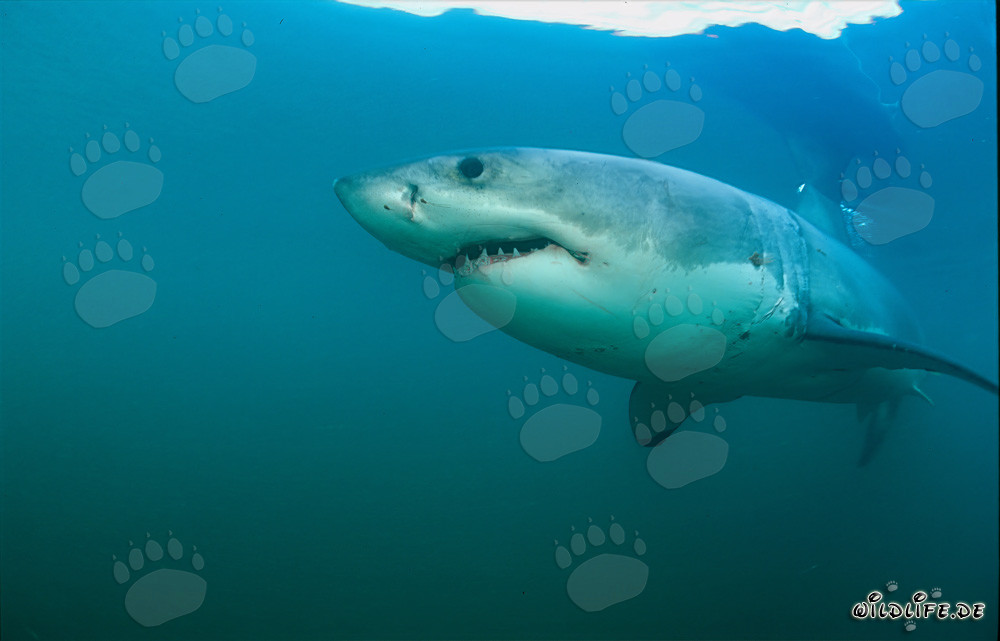 Grand requin blanc impressionnant devant Geyser Rock en Afrique du Sud