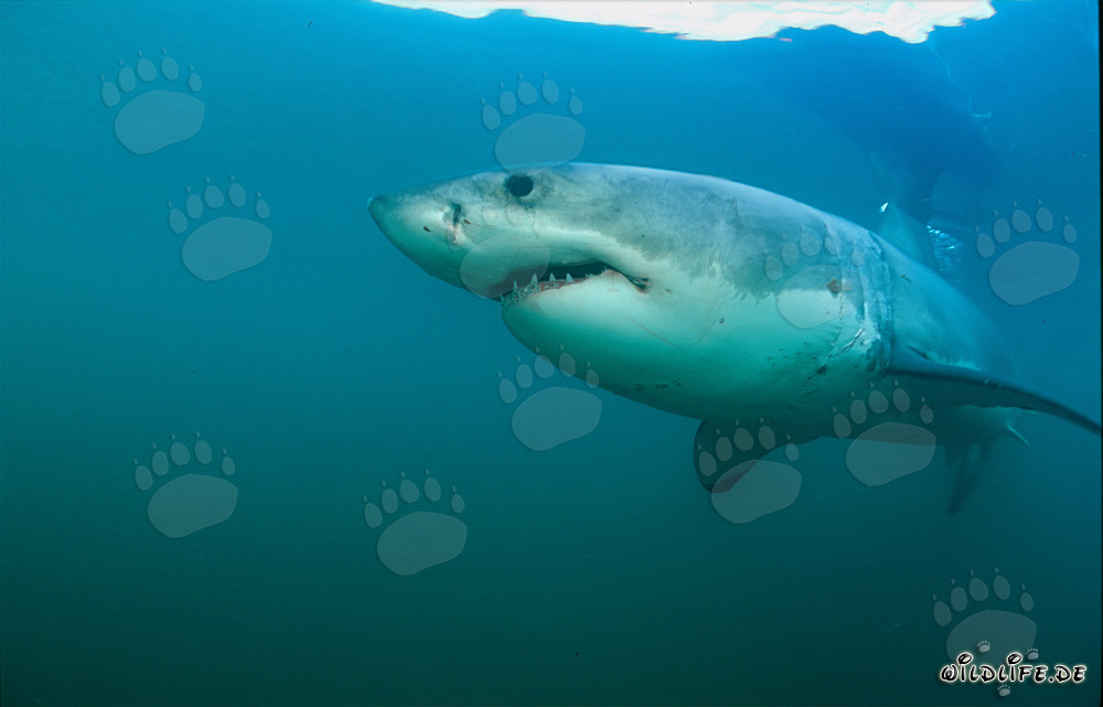 Impressive Great White Shark in front of Geyser Rock in South Africa