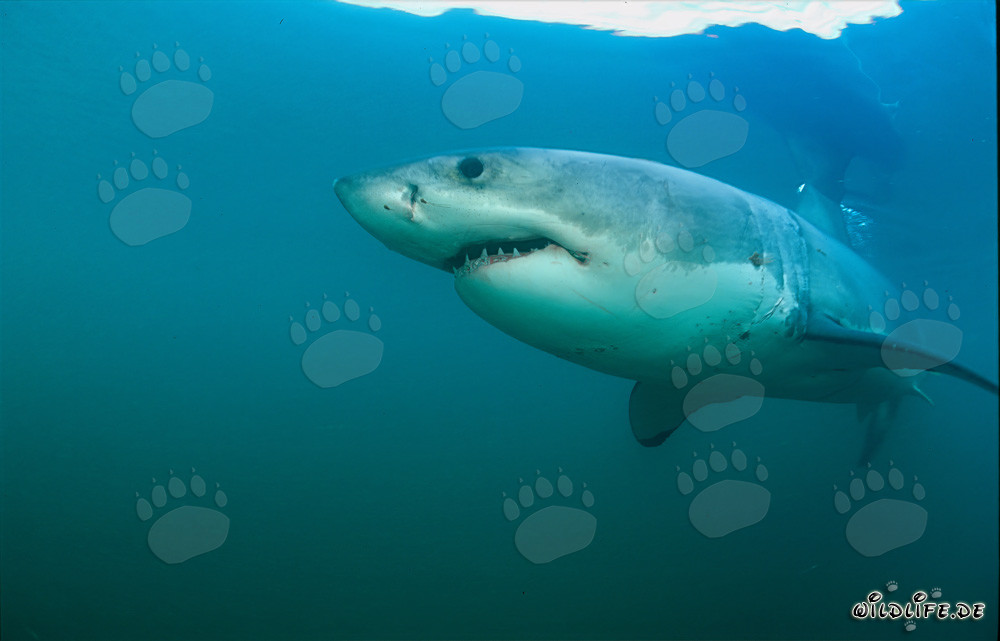 Imponente Squalo Bianco davanti a Geyser Rock in Sudafrica