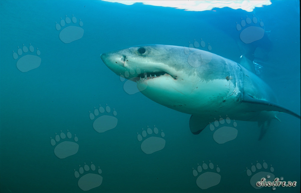 Imposanter Weißer Hai vor Geyser Rock in Südafrika