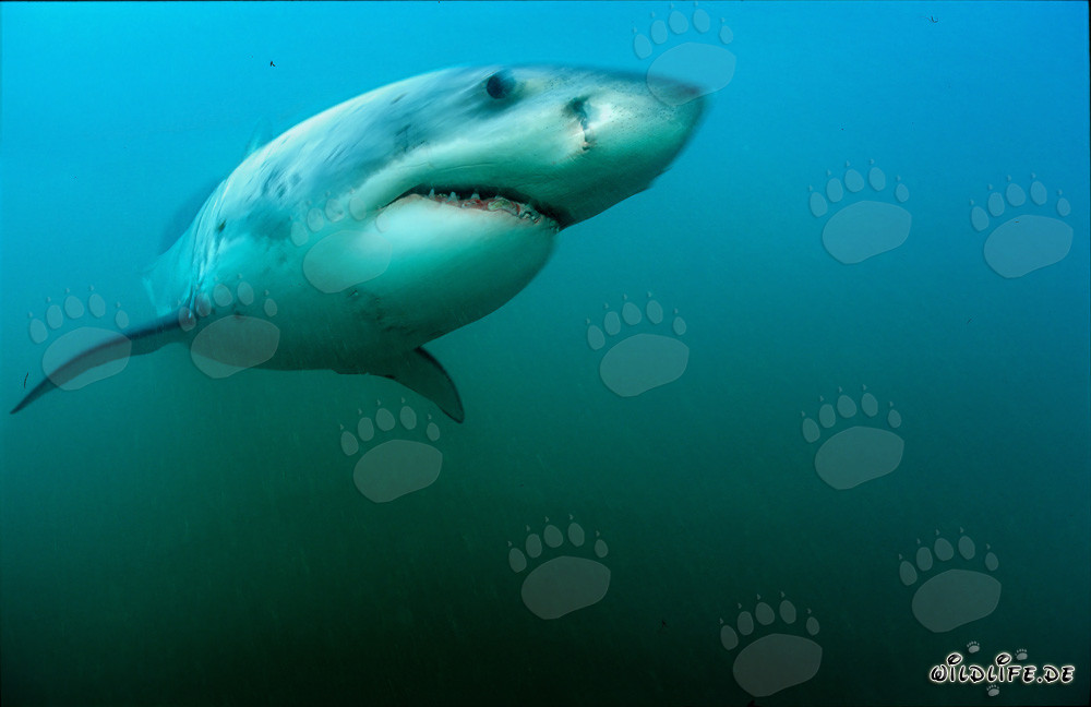 Grand requin blanc majestueux devant Geyser Rock en Afrique du Sud