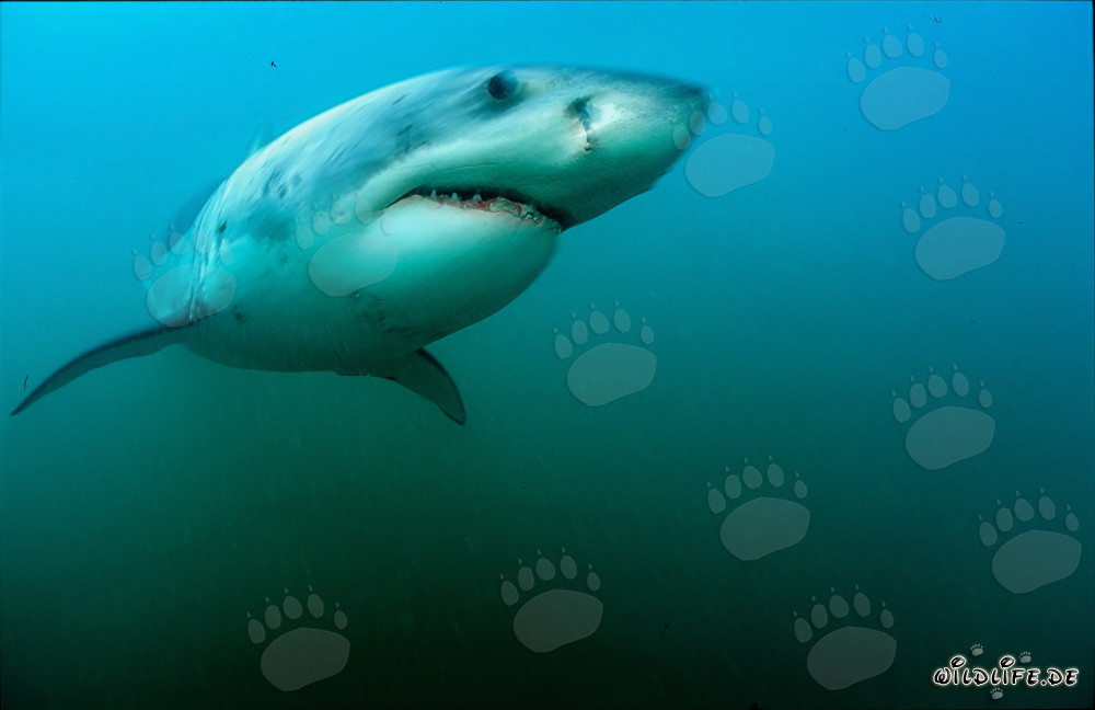 Majestic Great White Shark in front of Geyser Rock in South Africa