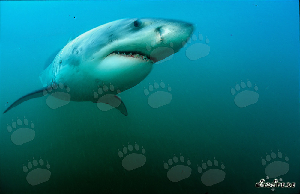 Maestoso squalo bianco davanti a Geyser Rock in Sudafrica
