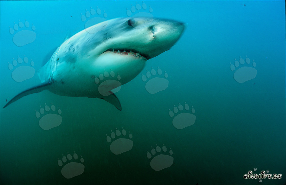 Majestätischer Weißer Hai vor Geyser Rock in Südafrika