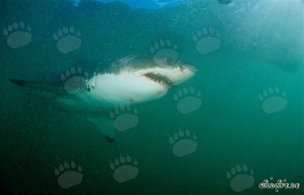 Grand Requin Blanc devant Geyser Rock en Afrique du Sud