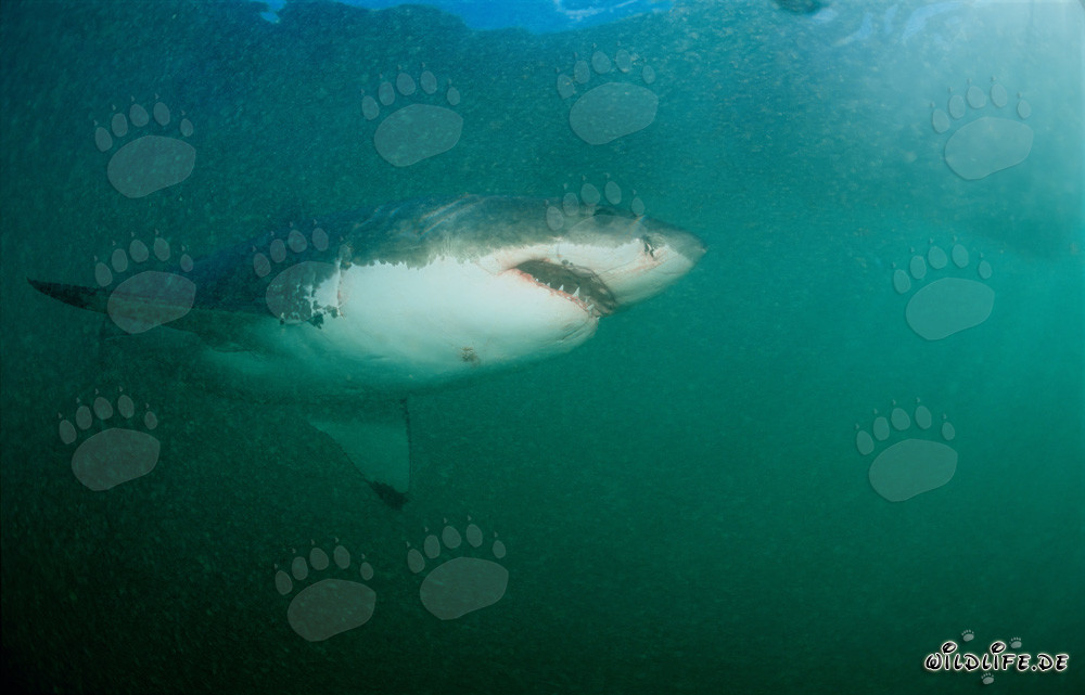 Majestic Great White Shark at Geyser Rock in South Africa