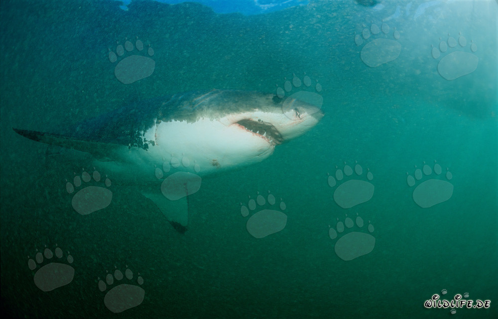 Maestoso Squalo Bianco di fronte a Geyser Rock in Sudafrica