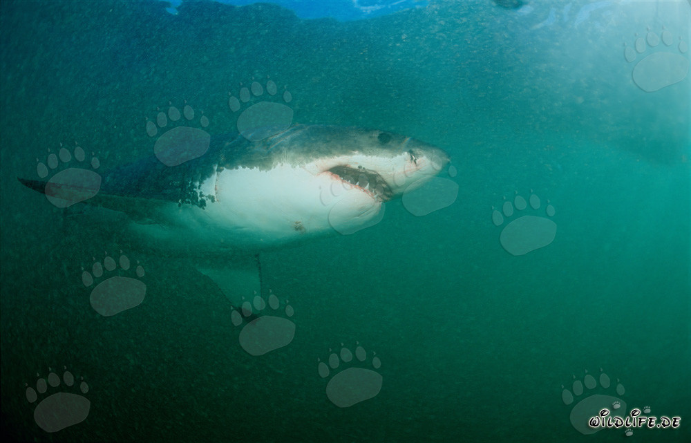 Majestätischer Weißer Hai vor Geyser Rock in Südafrika