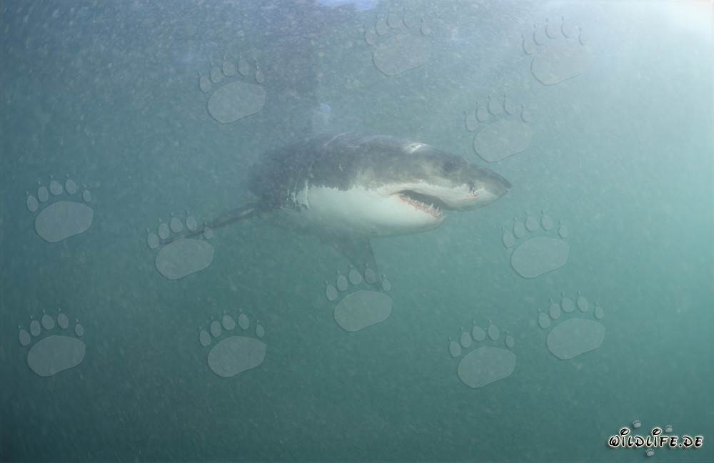 Great White Shark in the Area of Fur Seals