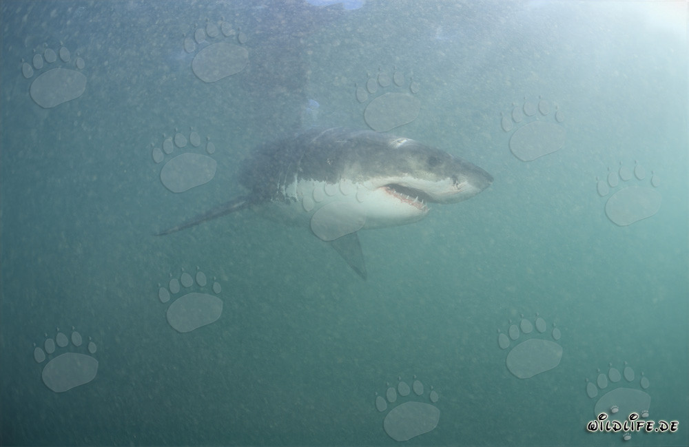 Requin blanc dans la région des otaries à fourrure