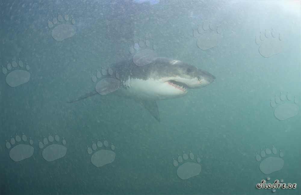 Tiburón blanco en la zona de los lobos marinos