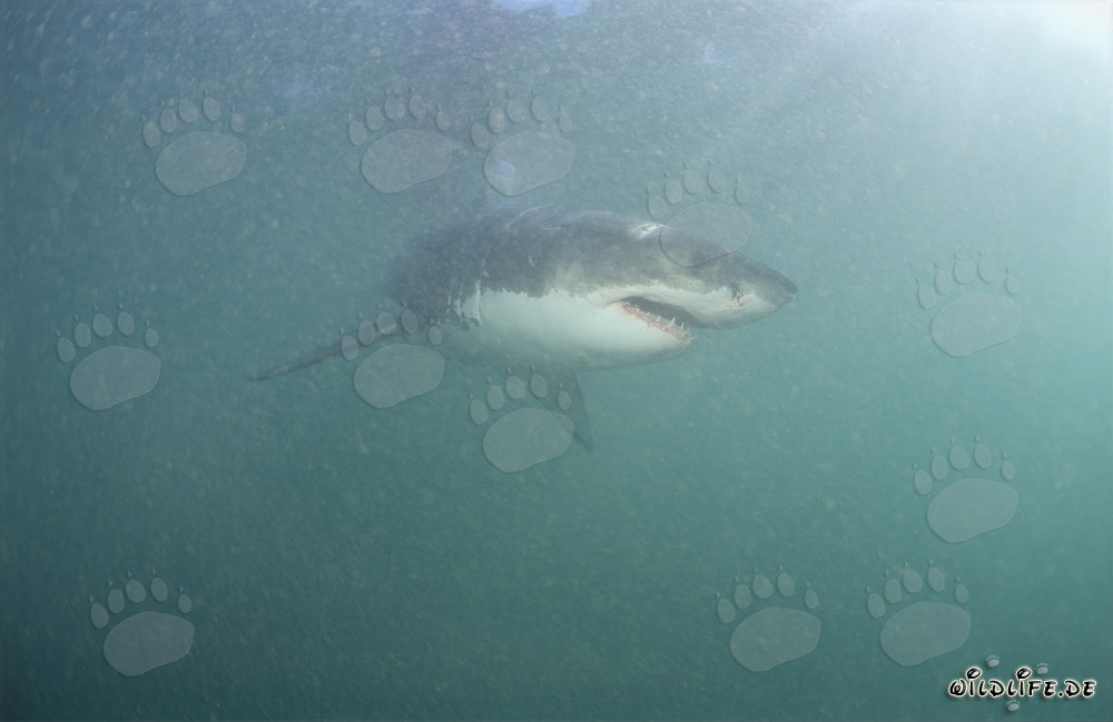 Weißer Hai im Gebiet der Pelzrobben