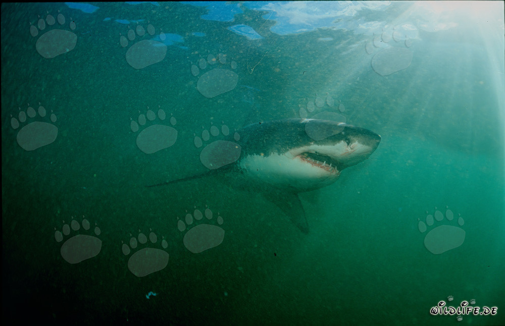 Grand requin blanc devant l'île de Dyer